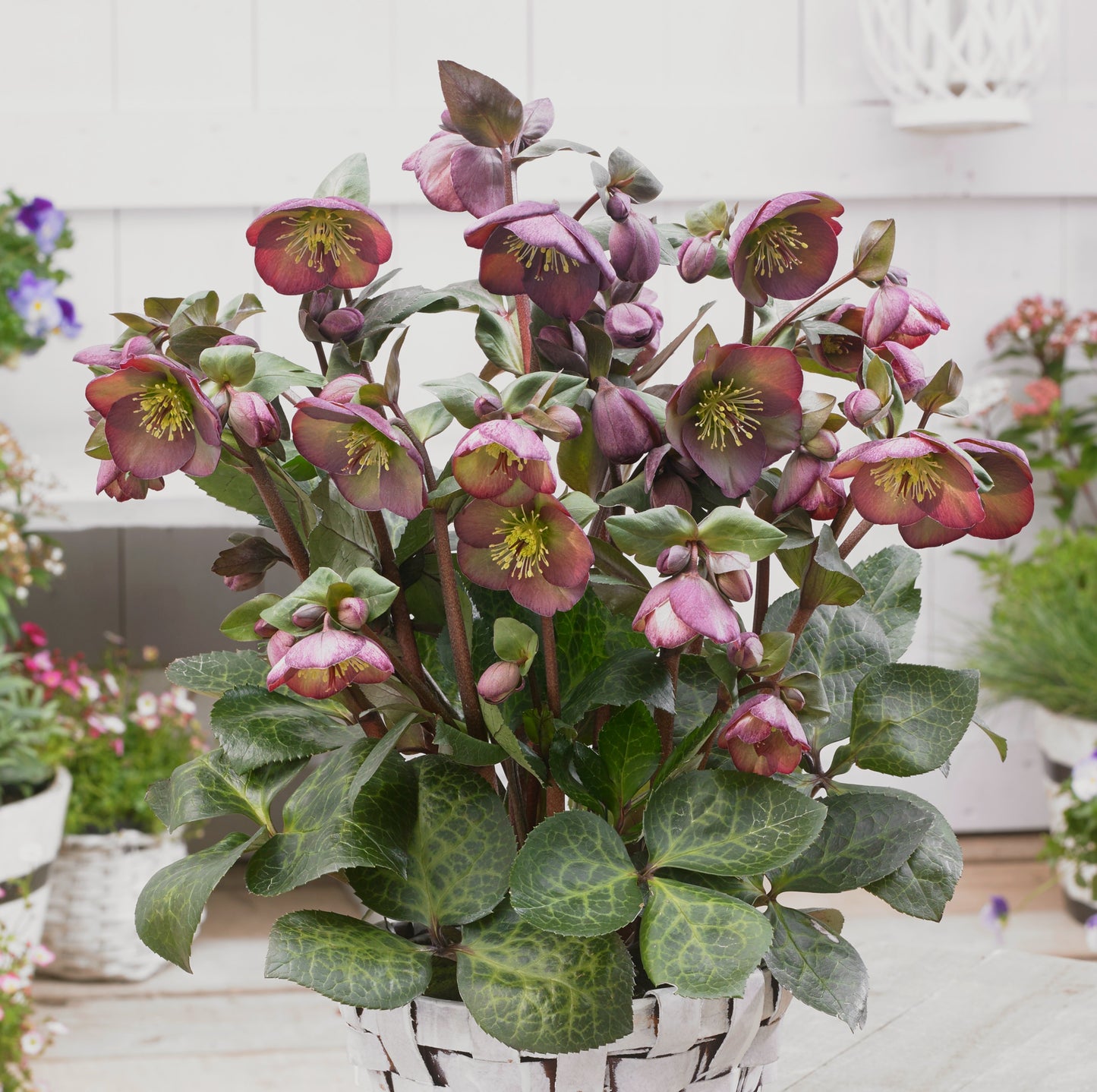 Helleborus 'DANA'S DULCET®', from the FROSTKISS® Series, blooms in February