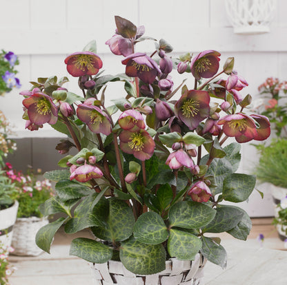 Helleborus 'DANA'S DULCET®', from the FROSTKISS® Series, blooms in February