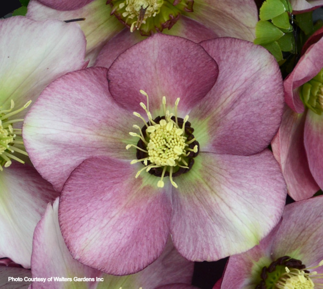 Three Hellebores - Swiss Alps, Paris in Pink and New York Night