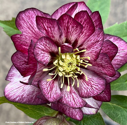 Three Hellebores - True Love, Confetti Cake, Whirlwind Romance
