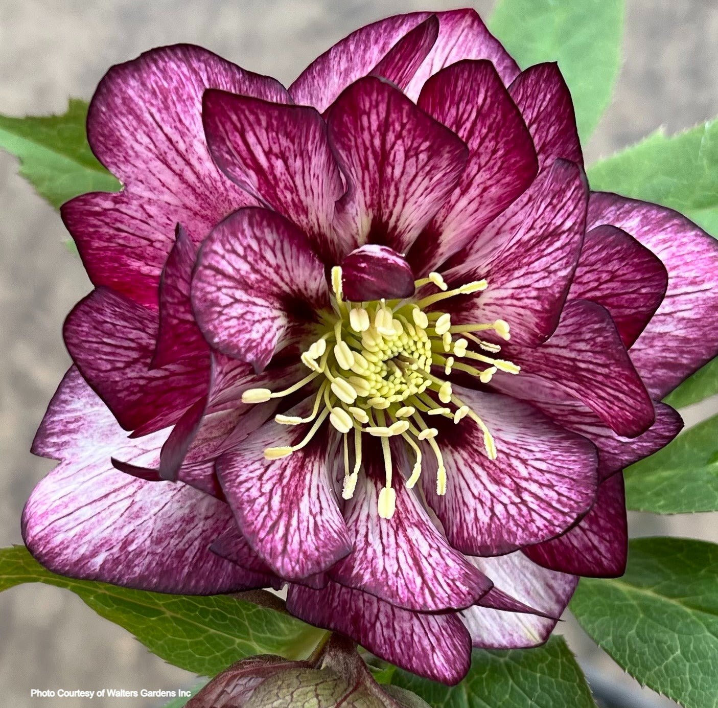 Helleborus 'WHIRLWIND ROMANCE' - Wedding Party® Series, Spring Blooming
