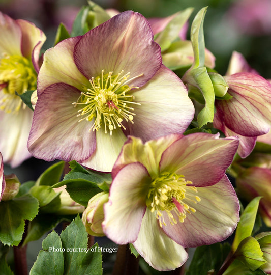 Helleborus 'PURPLE SUNRISE', HGC® ICE N' ROSES® Series, blooms in February