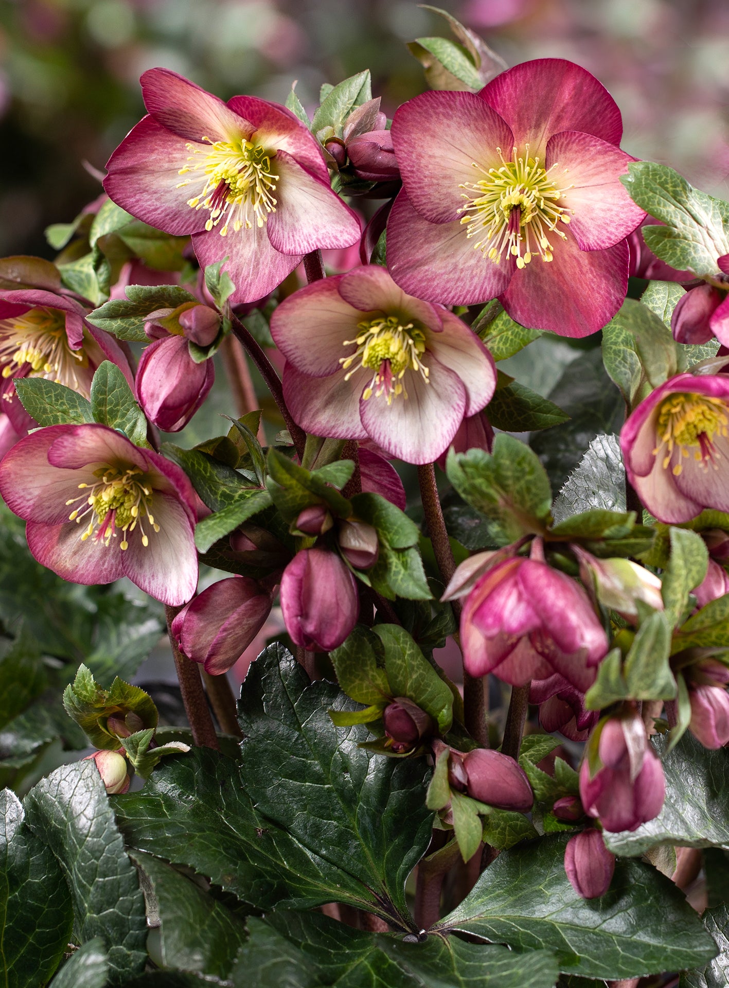 Three HGC® Ice N' Roses® Hellebores - Brunello, Katie, and Mary Marble