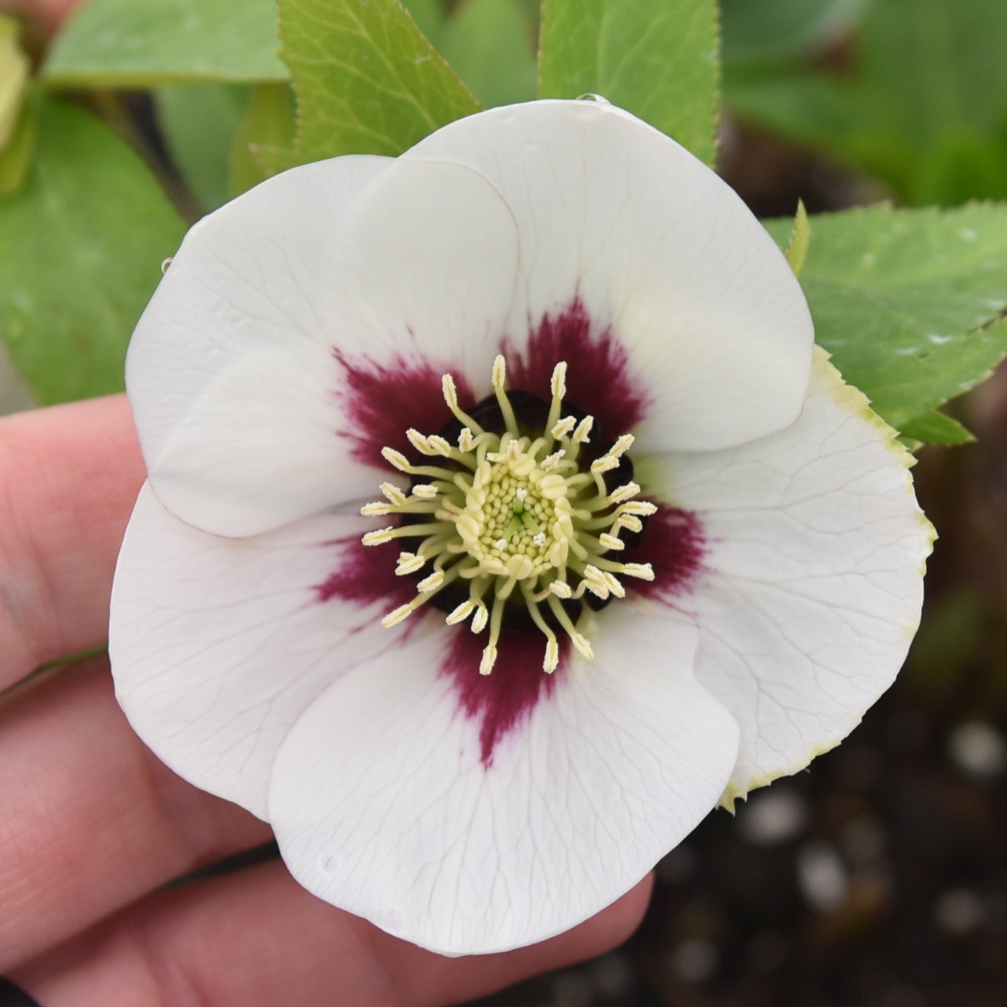 Helleborus 'SWISS ALPS' - Honeymoon® Series, Spring Blooming