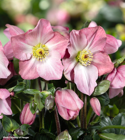 Helleborus 'KATIE' HGC® Winter Ballet® Series, Winter Blooming Perennial