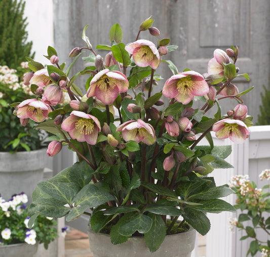 Helleborus 'BAYLI'S BLUSH®', from the FROSTKISS® series, blooms in January