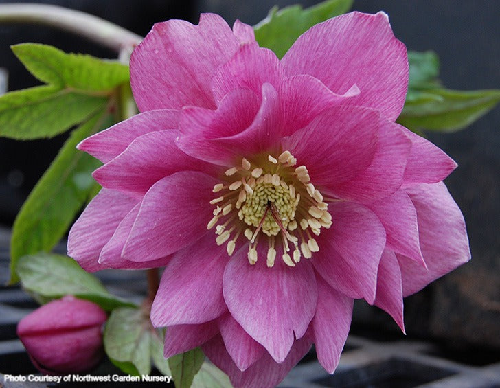 Helleborus 'BERRY SWIRL' from the Winter Jewels® series, Spring Blooming