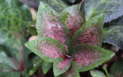 Helleborus 'DANA'S DULCET®', from the FROSTKISS® Series, blooms in February