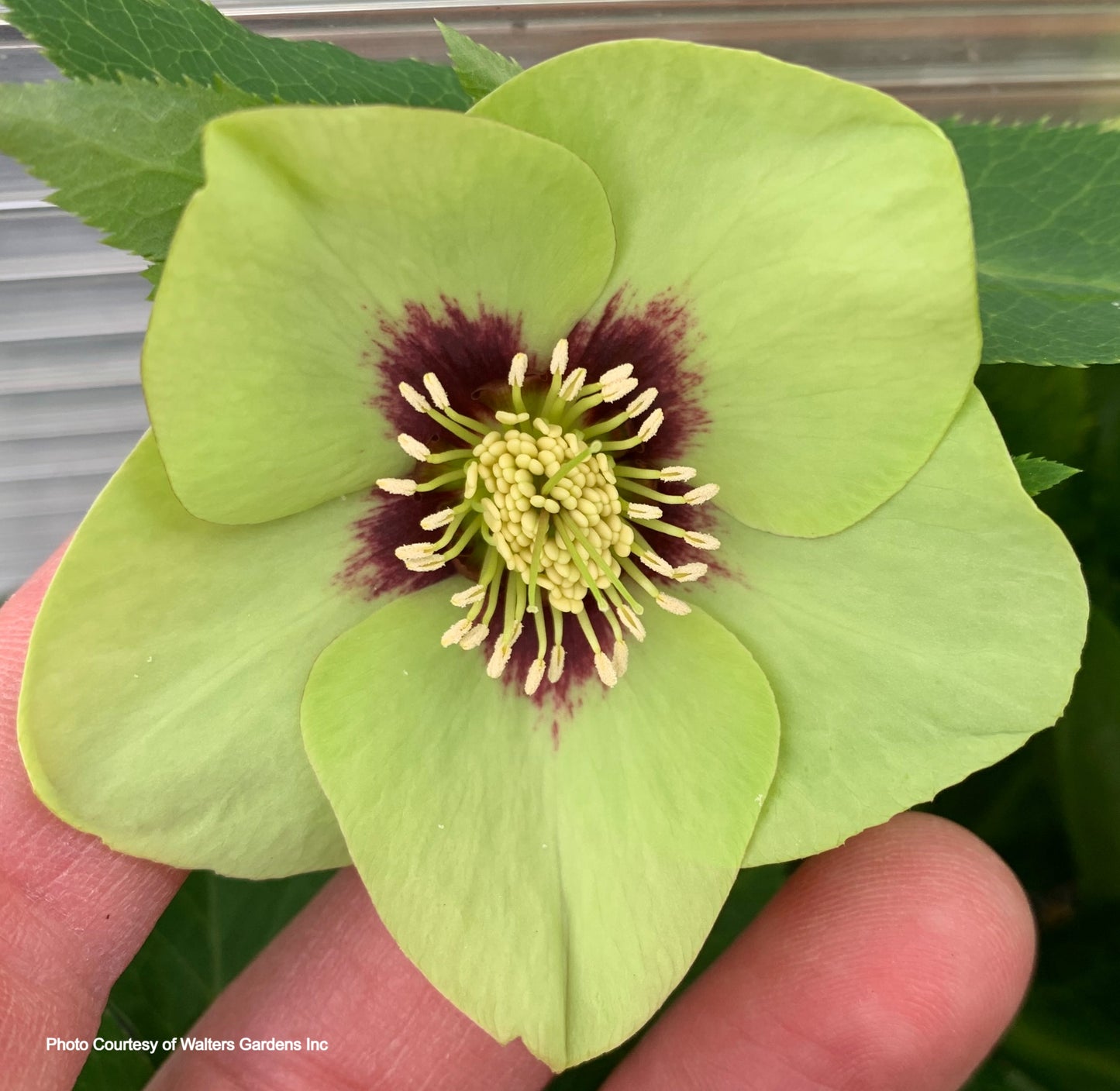 Three Hellebores - French Kiss, Irish Luck, Rio Carnaval