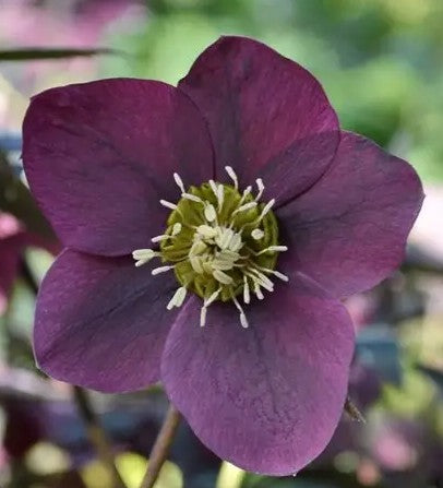 Hellebores EIGHT plants from the Viv Collection.  Lovely garden starter package.