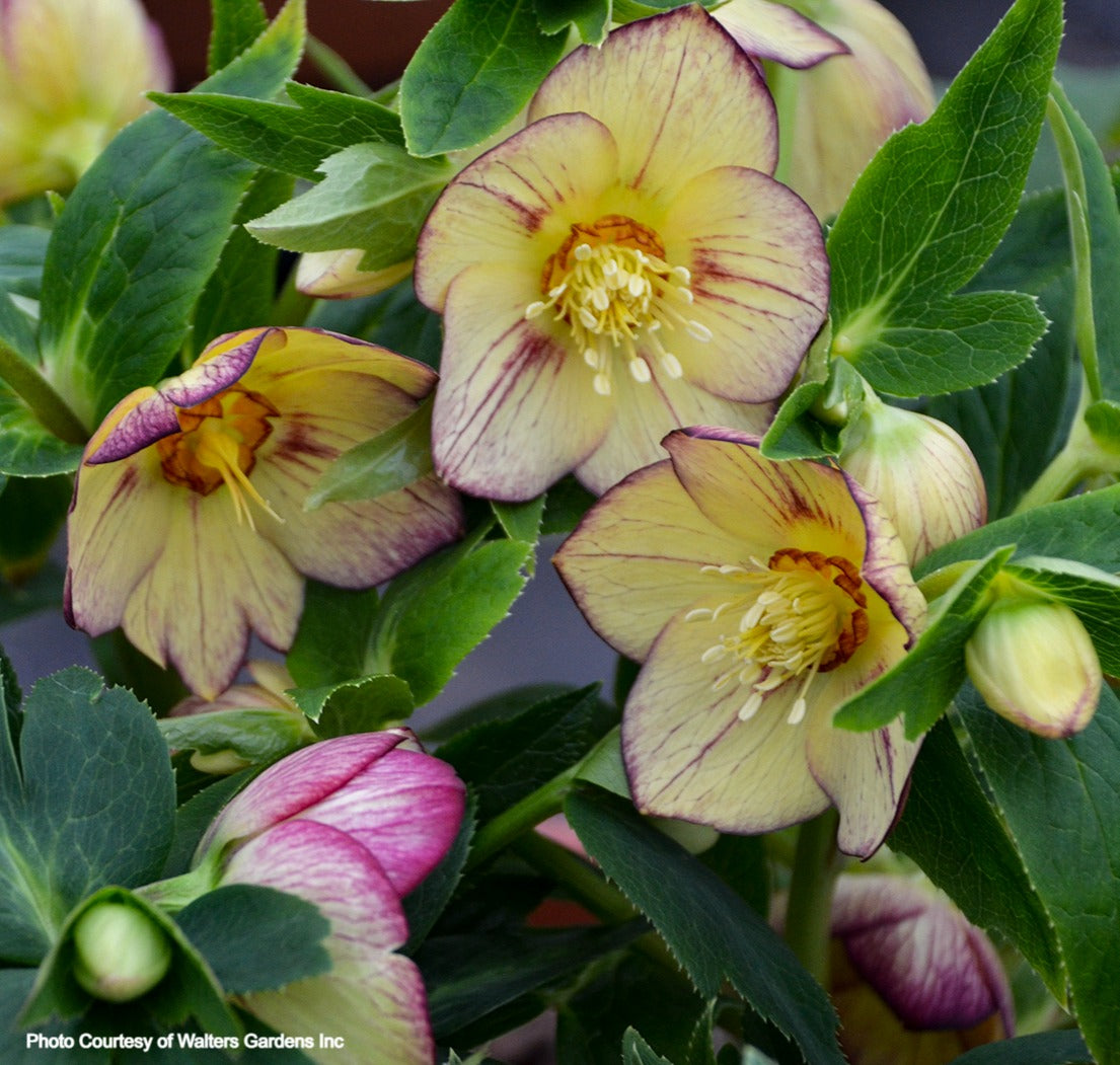 Helleborus 'TROPICAL SUNSET' - Honeymoon® Series, Spring Blooming