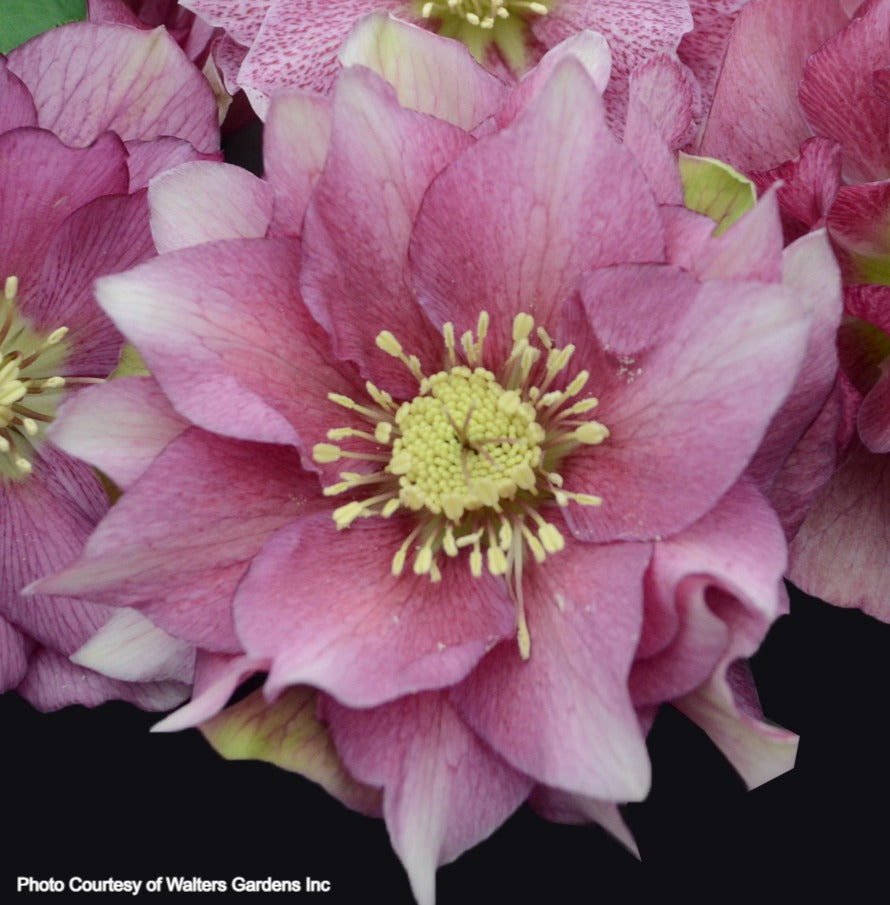 Three Hellebores - Maid of Honor, Wedding Bells, Wedding Crasher