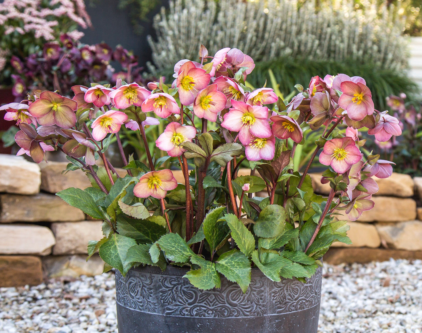 Helleborus 'CHERYL'S SHINE®', from the FROSTKISS® Series, blooms in December