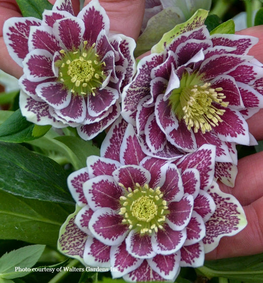 Helleborus 'SHOTGUN WEDDING' - Wedding Party® Series, Spring Blooming