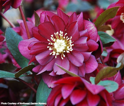 Helleborus 'RED SAPPHIRE' from the WINTER JEWELS® series, Spring Blooming