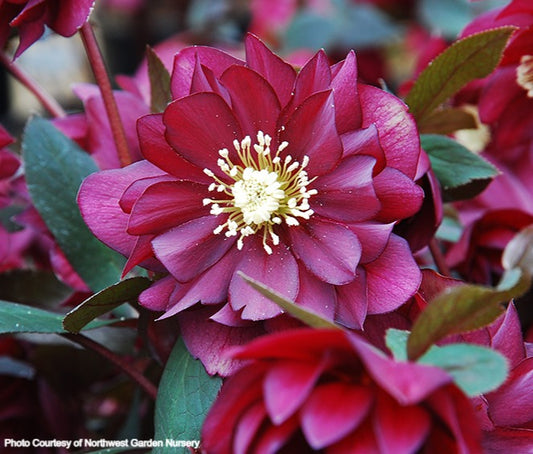 Helleborus 'RED SAPPHIRE' from the WINTER JEWELS® series, Spring Blooming