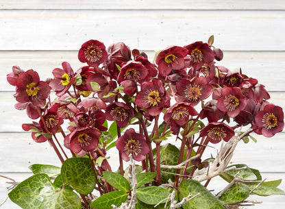 Helleborus 'VIBEY VELVET™', from the FROSTKISS® Series, blooms in January