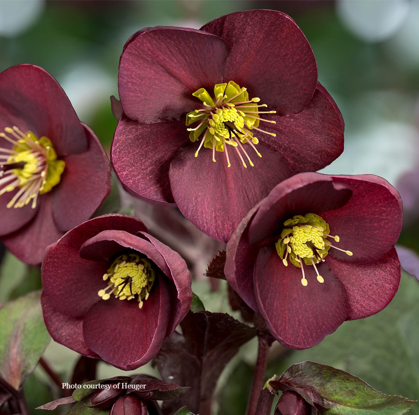 Helleborus 'MERLOT' - HGC® Ice N' Roses® Series, Winter Blooming