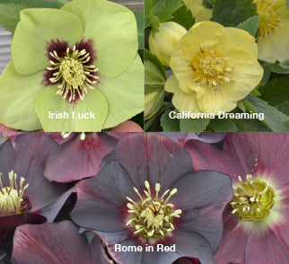 Three Hellebores - Irish Luck, California Dreaming, and Rome in Red