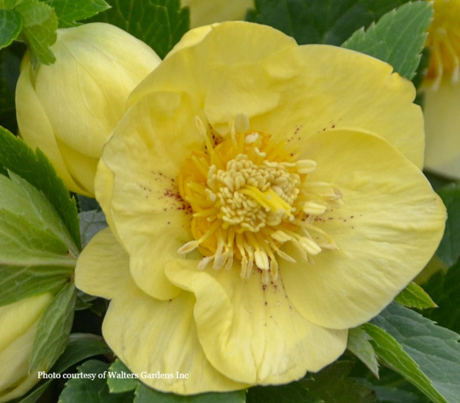 Three Hellebores - Irish Luck, California Dreaming, and Rome in Red
