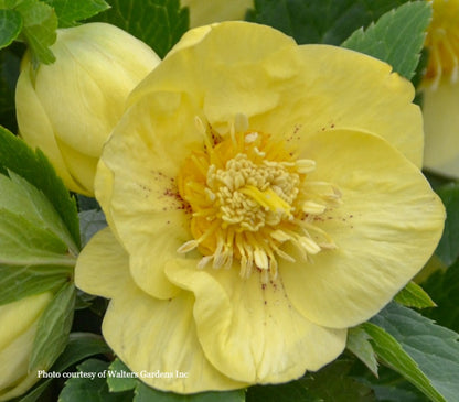 Three Hellebores - Irish Luck, California Dreaming, and Rome in Red