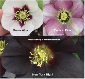 Three Hellebores - Swiss Alps, Paris in Pink and New York Night