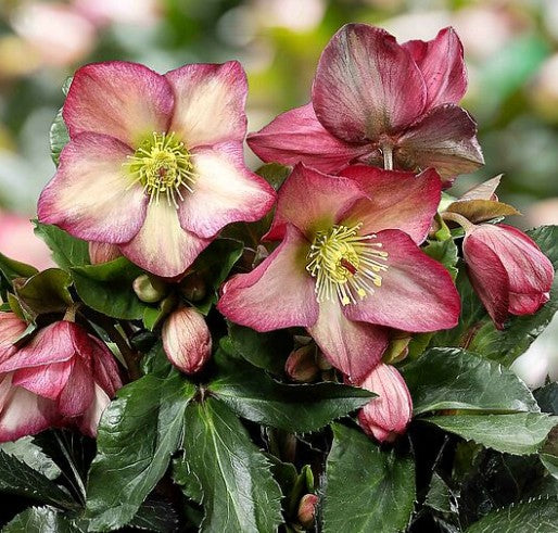 Helleborus 'ROSALI' - HGC® Ice N' Roses® Series, Winter Blooming