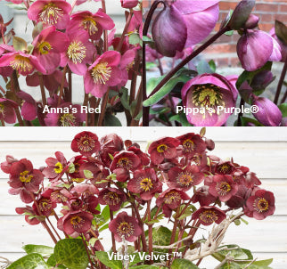 Three Frostkiss® Hellebores - Anna's Red, Pippa's Purple®, and Vibey Velvet
