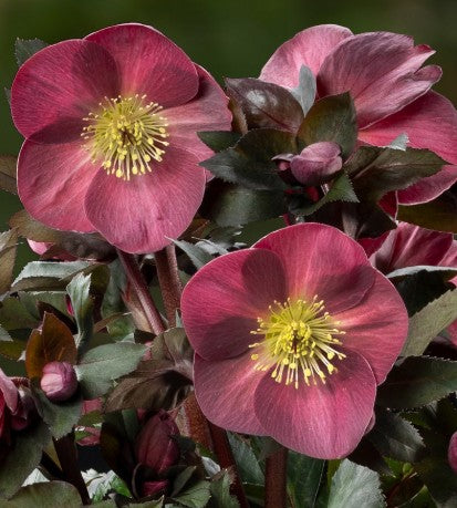 Helleborus 'CORVINA' Ice N' Roses® Series, Winter Blooming Perennial