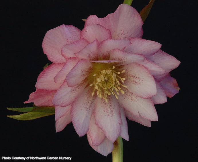 Helleborus 'COTTON CANDY' from the WINTER JEWELS® series, Spring Blooming