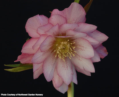 Helleborus 'COTTON CANDY' from the WINTER JEWELS® series, Spring Blooming