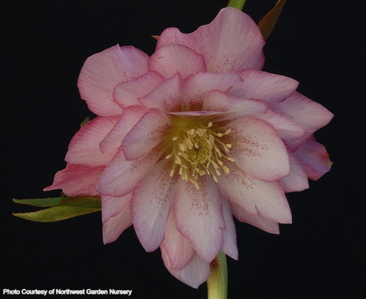 Helleborus 'COTTON CANDY' from the WINTER JEWELS® series, Spring Blooming