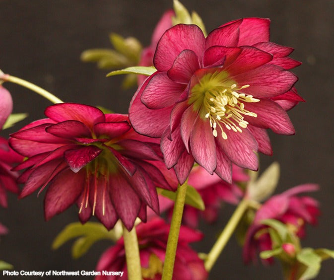 Helleborus 'RED SAPPHIRE' from the WINTER JEWELS® series, Spring Blooming