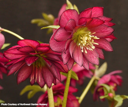 Helleborus 'RED SAPPHIRE' from the WINTER JEWELS® series, Spring Blooming