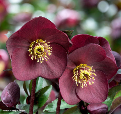 Three HGC® Ice N' Roses® Hellebores - Brunello, Katie, and Mary Marble