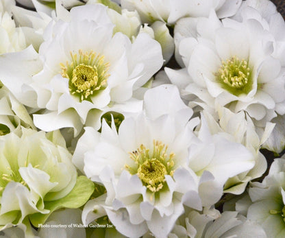 Helleborus 'WEDDING BELLS' - Wedding Party® Series, Spring Blooming