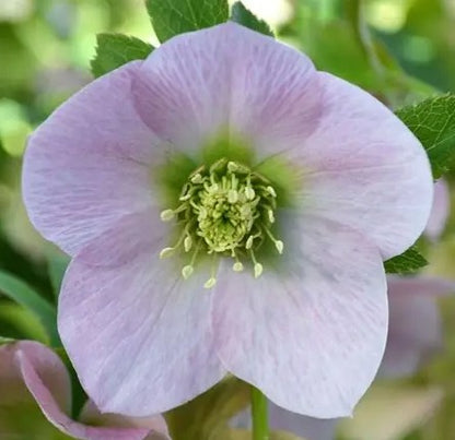 Hellebores EIGHT plants from the Viv Collection.  Lovely garden starter package.