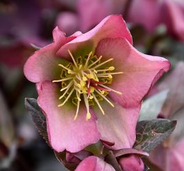 Helleborus 'DOROTHY'S DAWN®', from the FROSTKISS® series, blooms in February