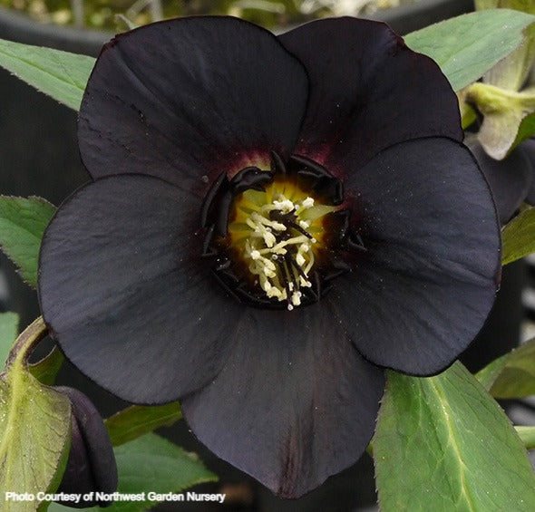 Helleborus 'BLACK DIAMOND' from the Winter Jewels® series
