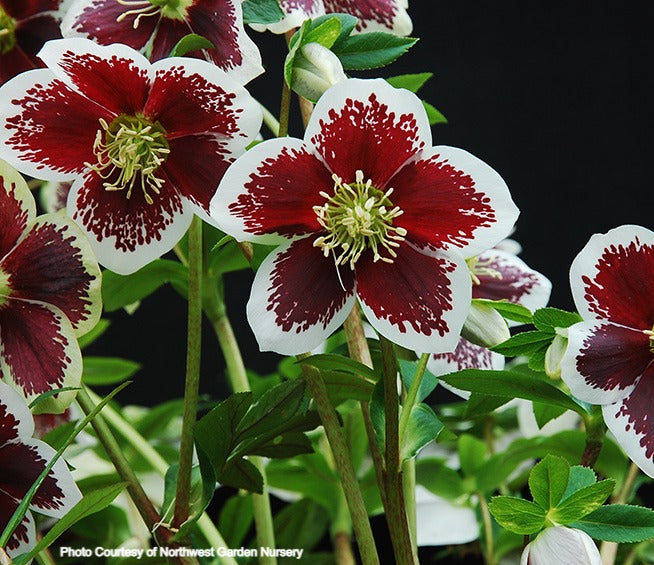 Helleborus 'PAINTED' from the Winter Jewels® series, Spring Blooming