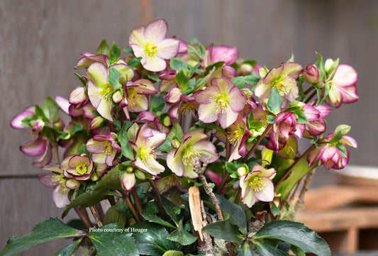 Helleborus 'DARK PICOTEE' from the HGC® ICE N' ROSES® Series, Winter Blooming