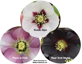 Three Hellebores - Swiss Alps, Paris in Pink and New York Night