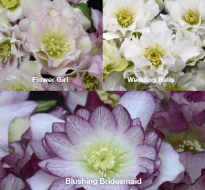 Three Hellebores - Flower Girl, Wedding Bells, and Blushing Bridesmaid