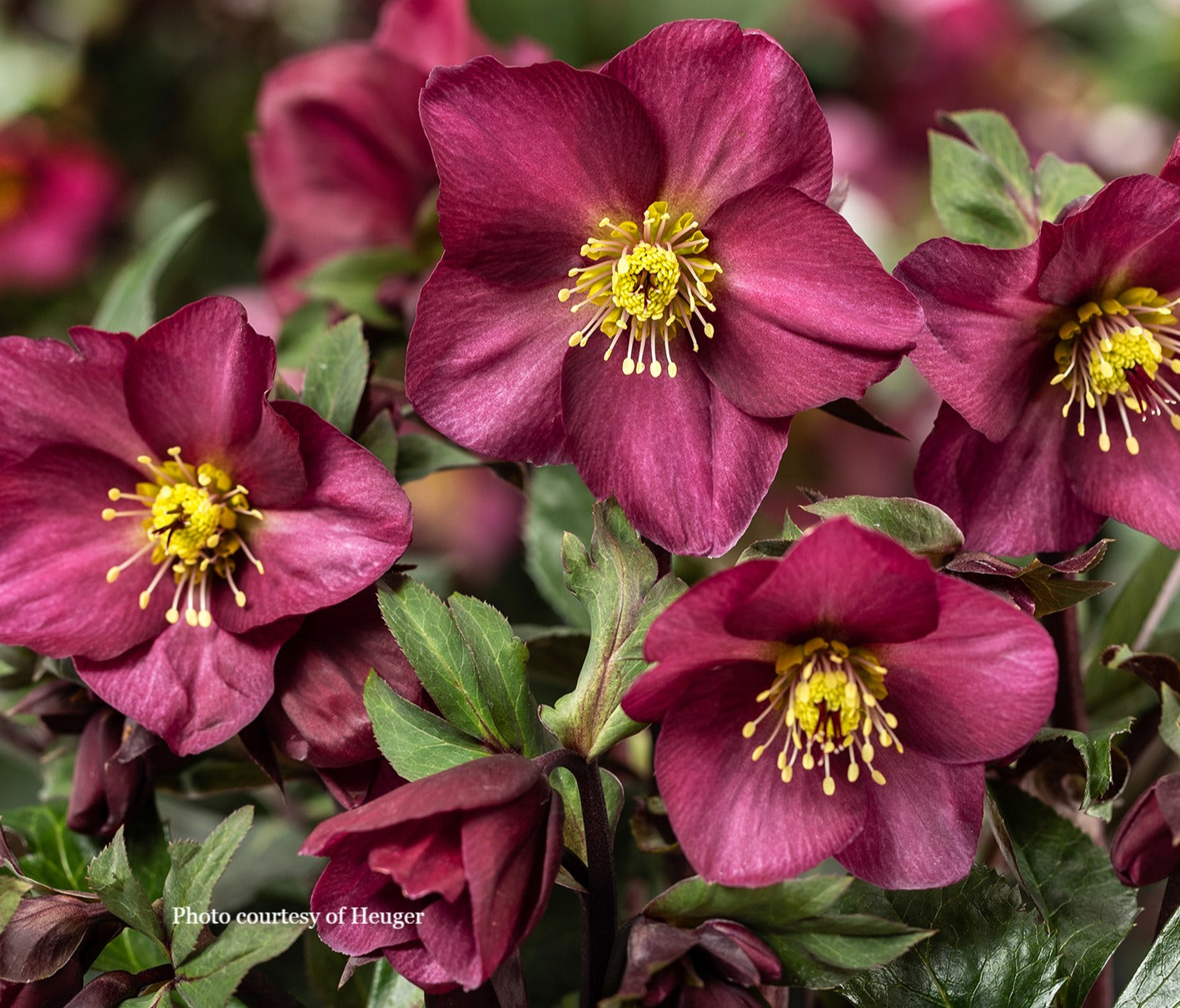 Helleborus 'RED ROMANCE' - HGC® ICE N' ROSES® Series, Winter Blooming
