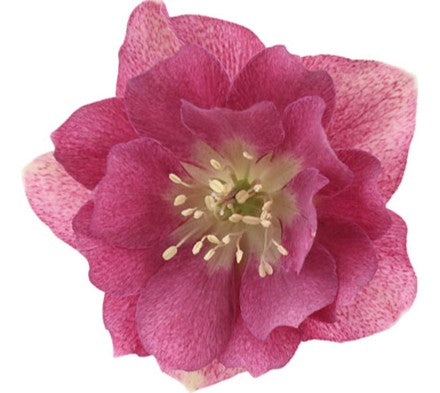 Hellebores EIGHT plants from the Viv Collection.  Lovely garden starter package.