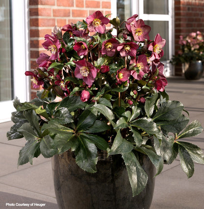 Helleborus 'RED' - HGC® ICE N' ROSES® Series, Winter Blooming