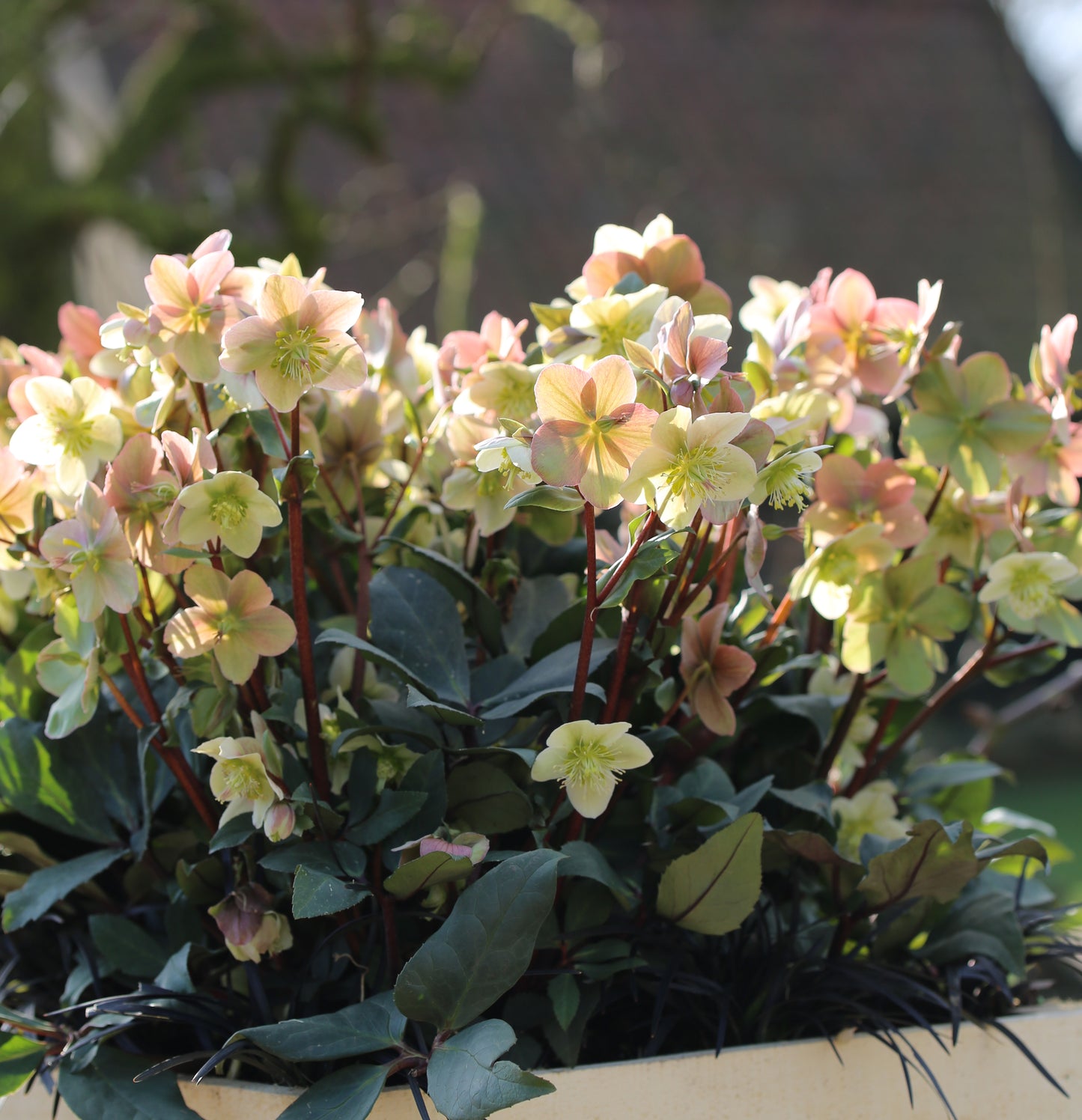 Helleborus 'MAHOGANY SNOW' - HGC® Series, blooms from January into the spring