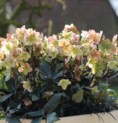 Helleborus 'MAHOGANY SNOW' - HGC® Series, blooms from January into the spring