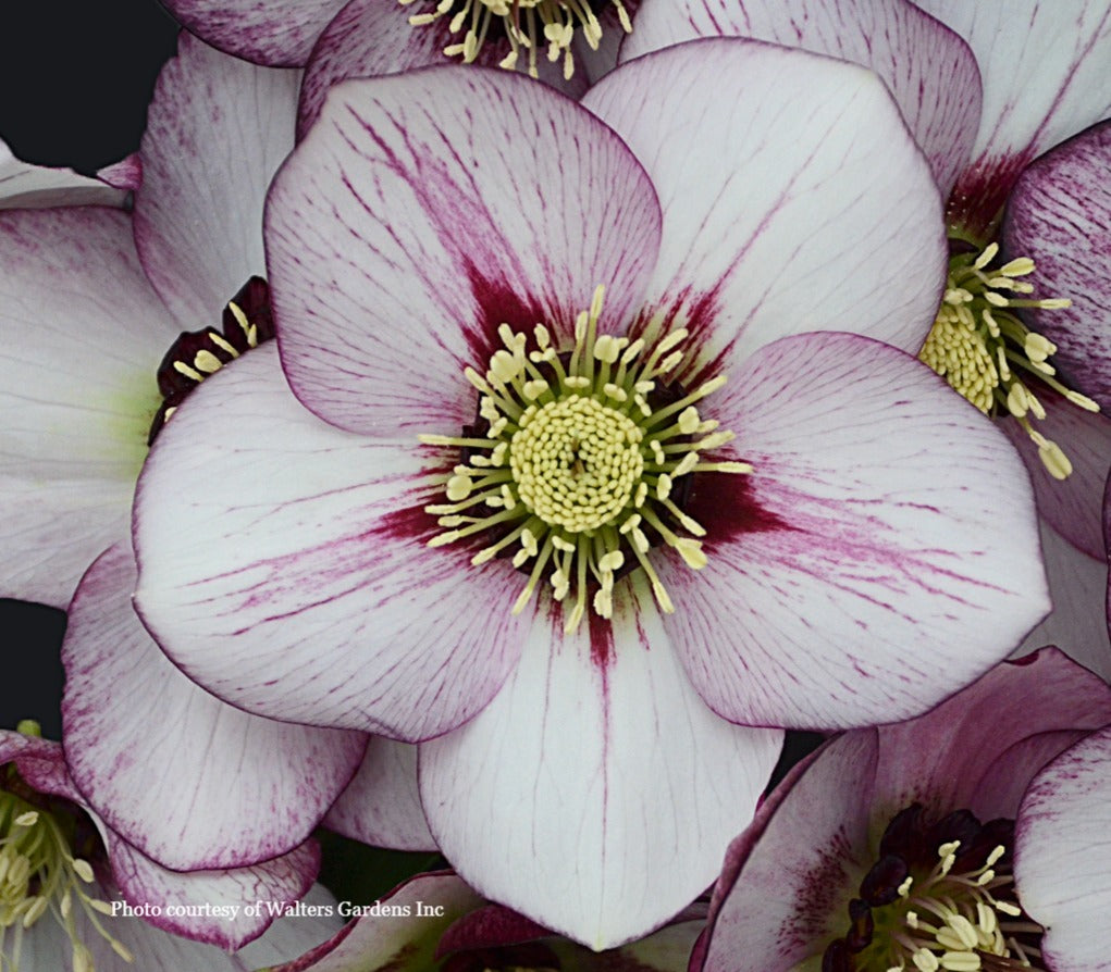 Three Hellebores - French Kiss, Paris in Pink, and Sandy Shores