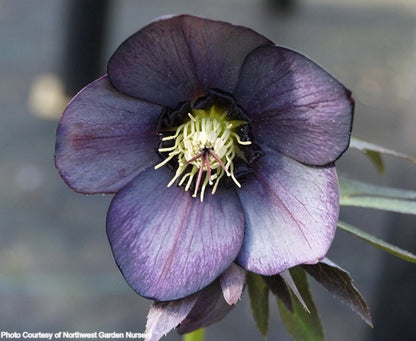 Helleborus 'BLUE DIAMOND' from the Winter Jewels® series, Spring Blooming